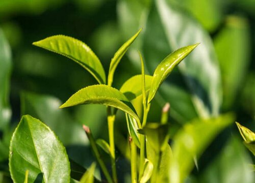 茶树品种