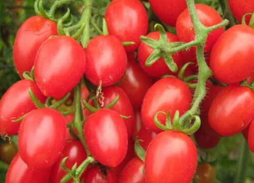 小番茄品种