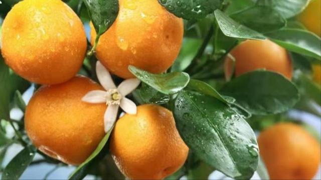 柑橘炭疽病用什么特效农药防治（治疗柑橘炭疽病最佳配方）