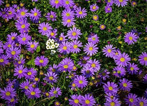 紫菀花