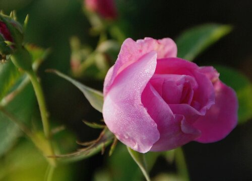 香水玫瑰图片