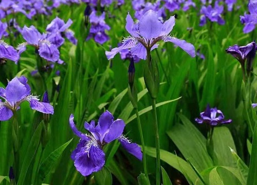 紫鸢尾花的花语