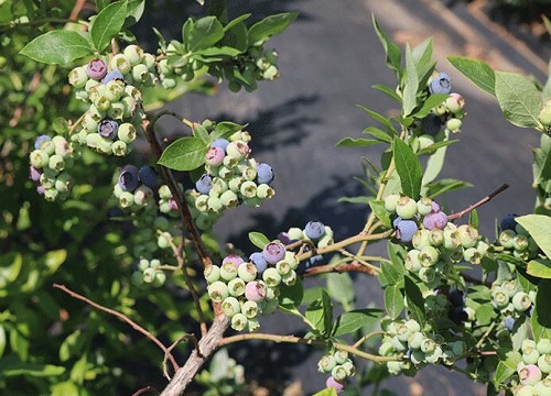 蓝莓树图片