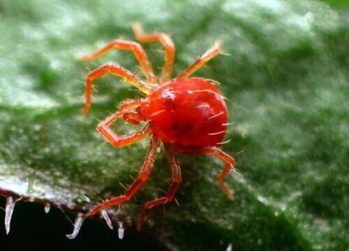 红蜘蛛图片
