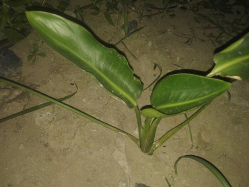 望鹤兰叶子卷曲