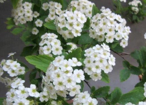 珍珠梅图片 珍珠梅图片