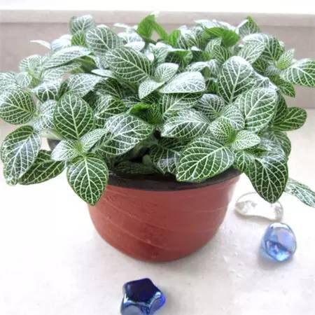 网纹草图片 网纹草图片