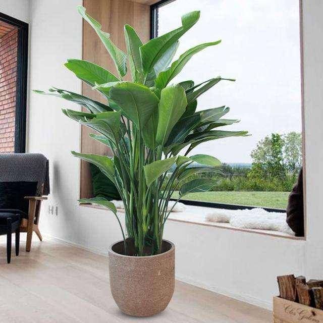 望鹤兰图片 望鹤兰图片