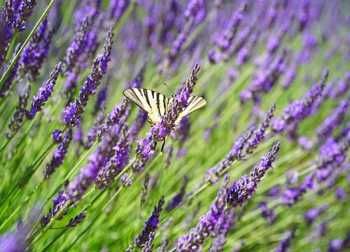 薰衣草图片 薰衣草图片