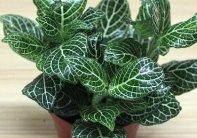 网纹草图片 网纹草图片