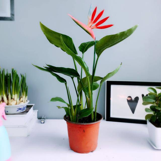 望鹤兰图片 望鹤兰图片